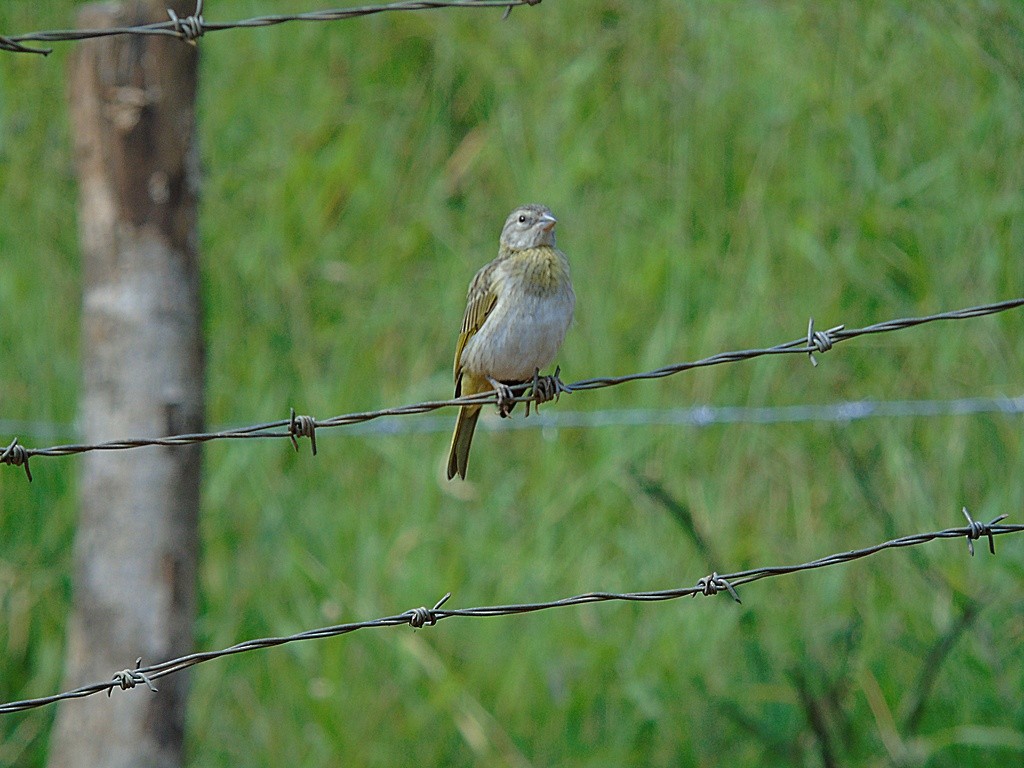 橙黃雀鵐 - ML538648971