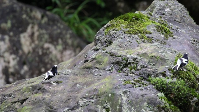 Little Forktail - ML538649111