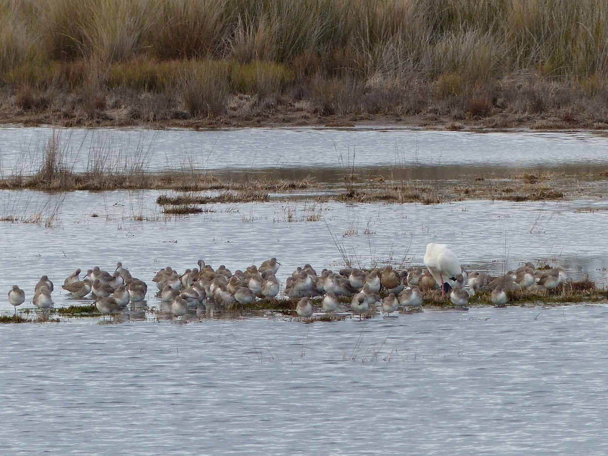 Long-billed Dowitcher - ML538649131