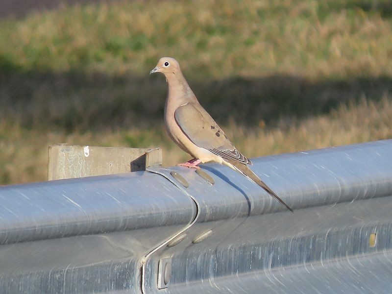 Mourning Dove - ML538649801