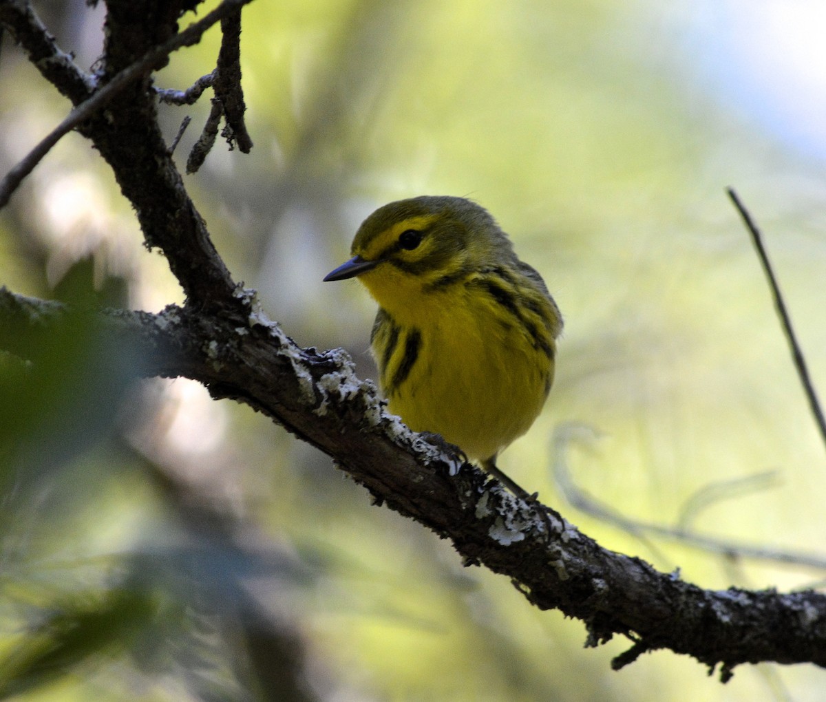 Prairie Warbler - ML53865471