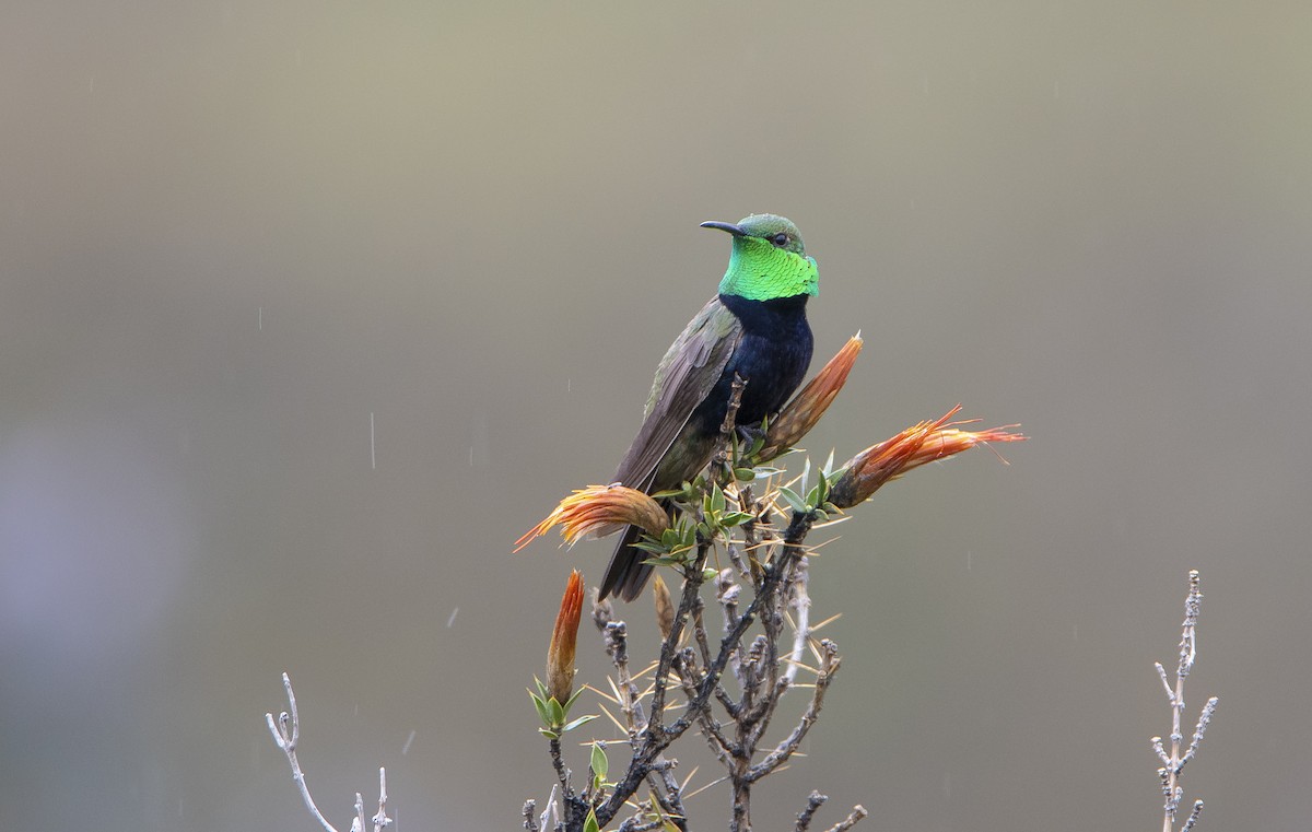 Black-breasted Hillstar - ML538655161