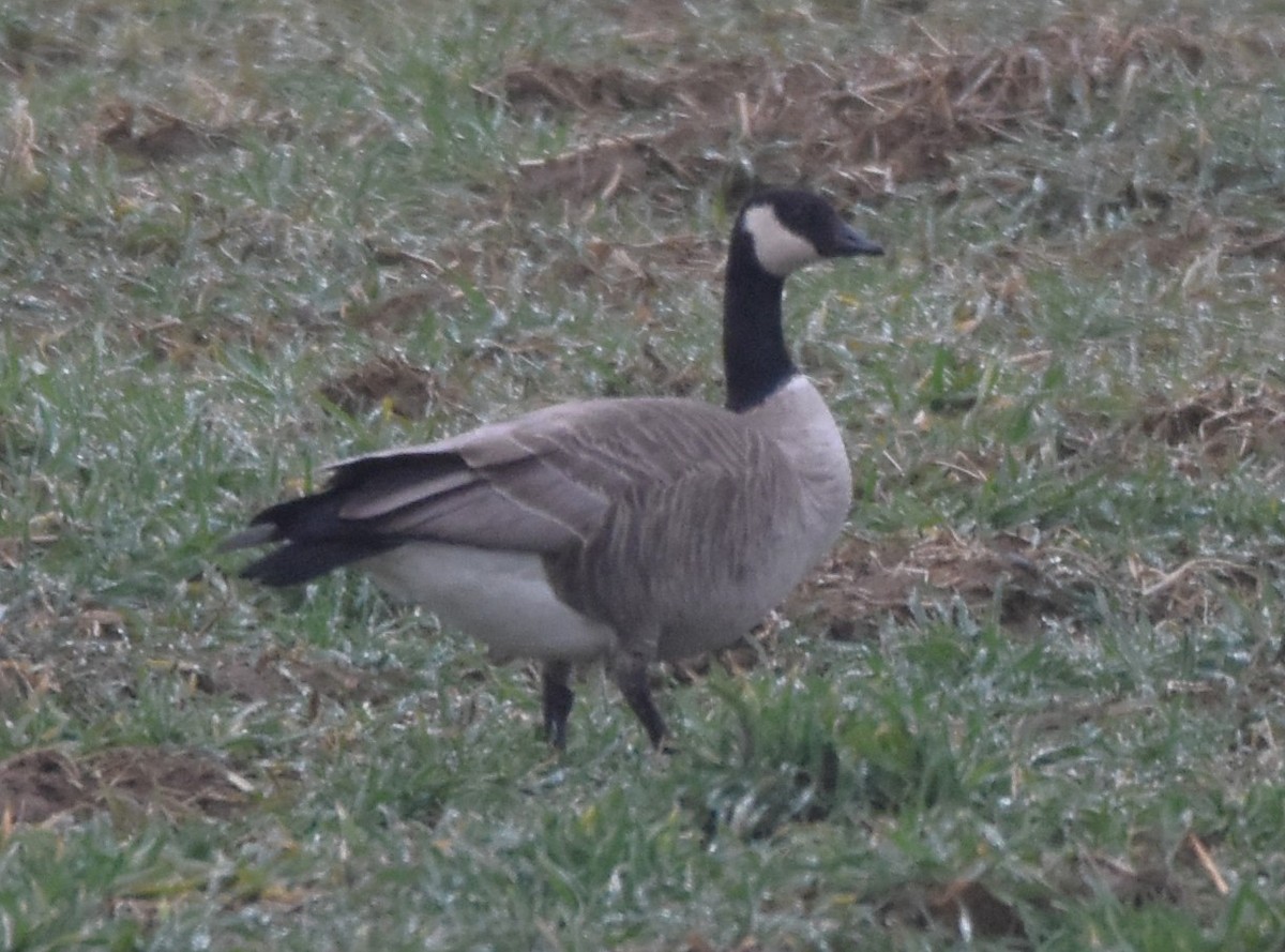 Cackling Goose - Barbara Seith