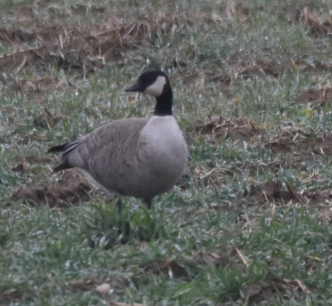 Cackling Goose - Barbara Seith