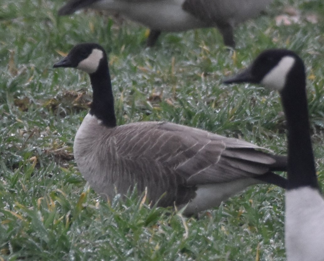 Cackling Goose - Barbara Seith