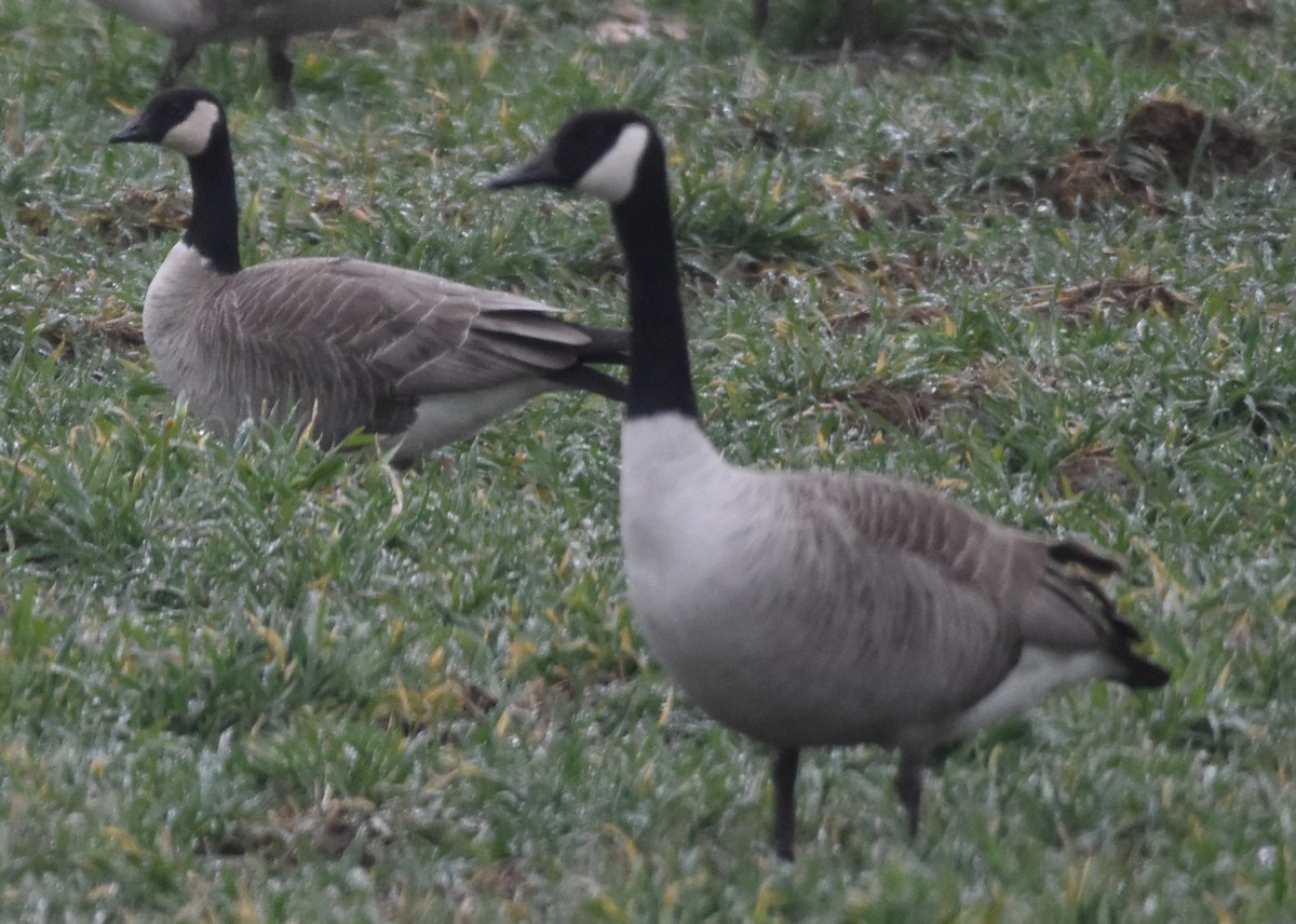 Cackling Goose - Barbara Seith