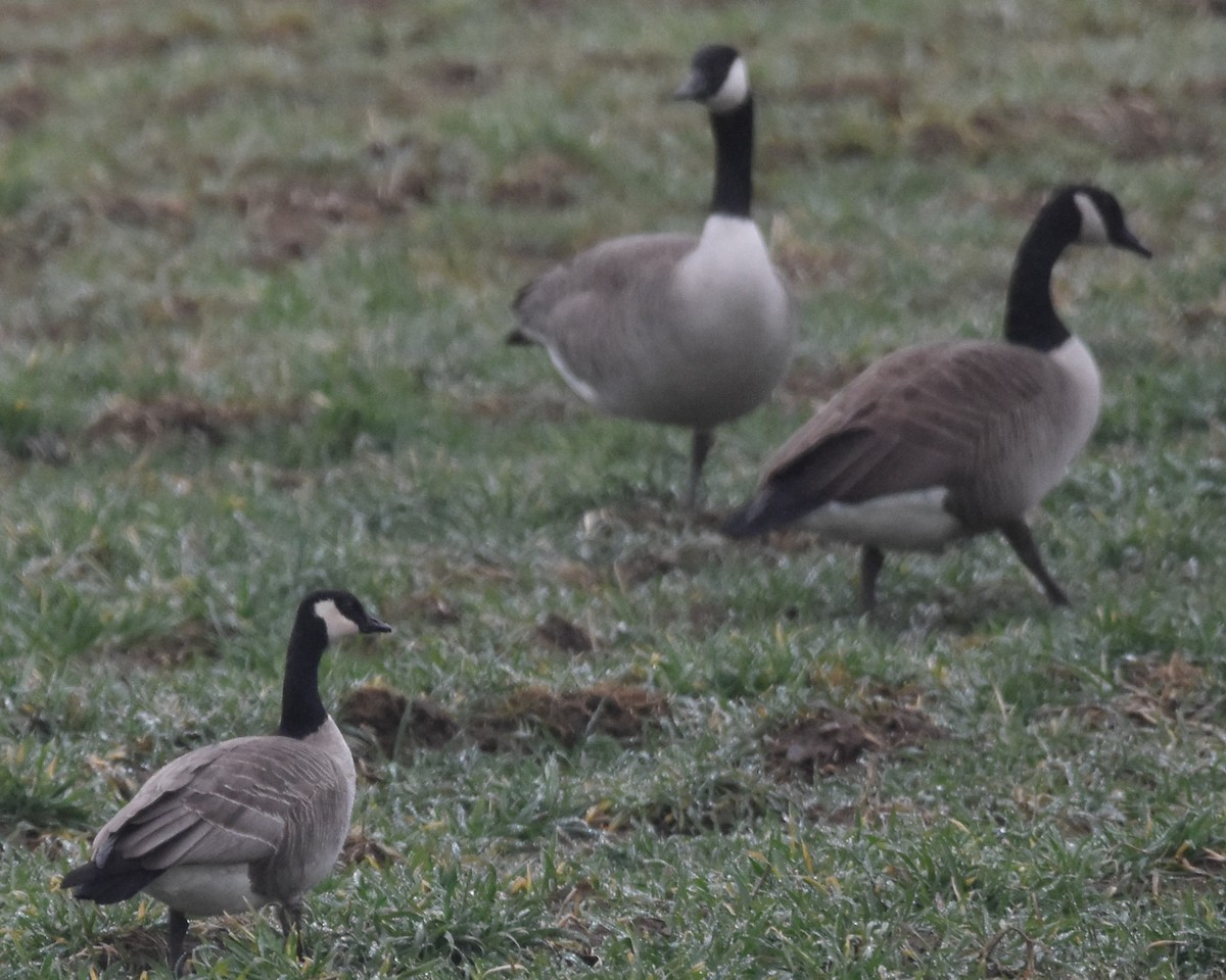 Cackling Goose - Barbara Seith