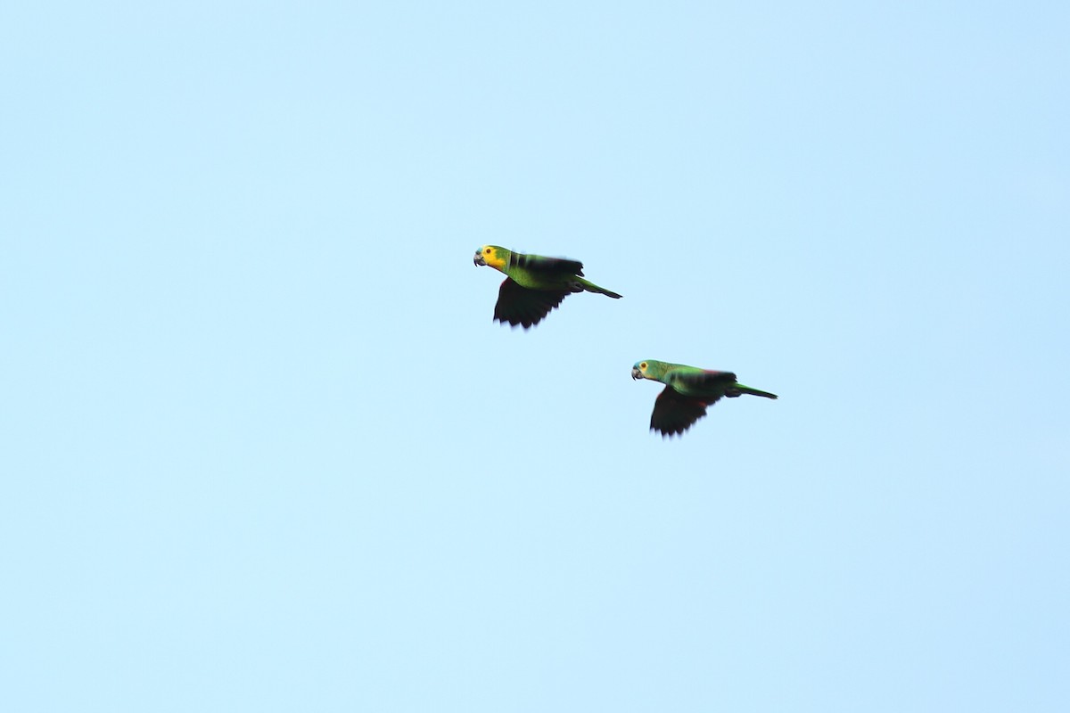 Turquoise-fronted Parrot - ML538655741