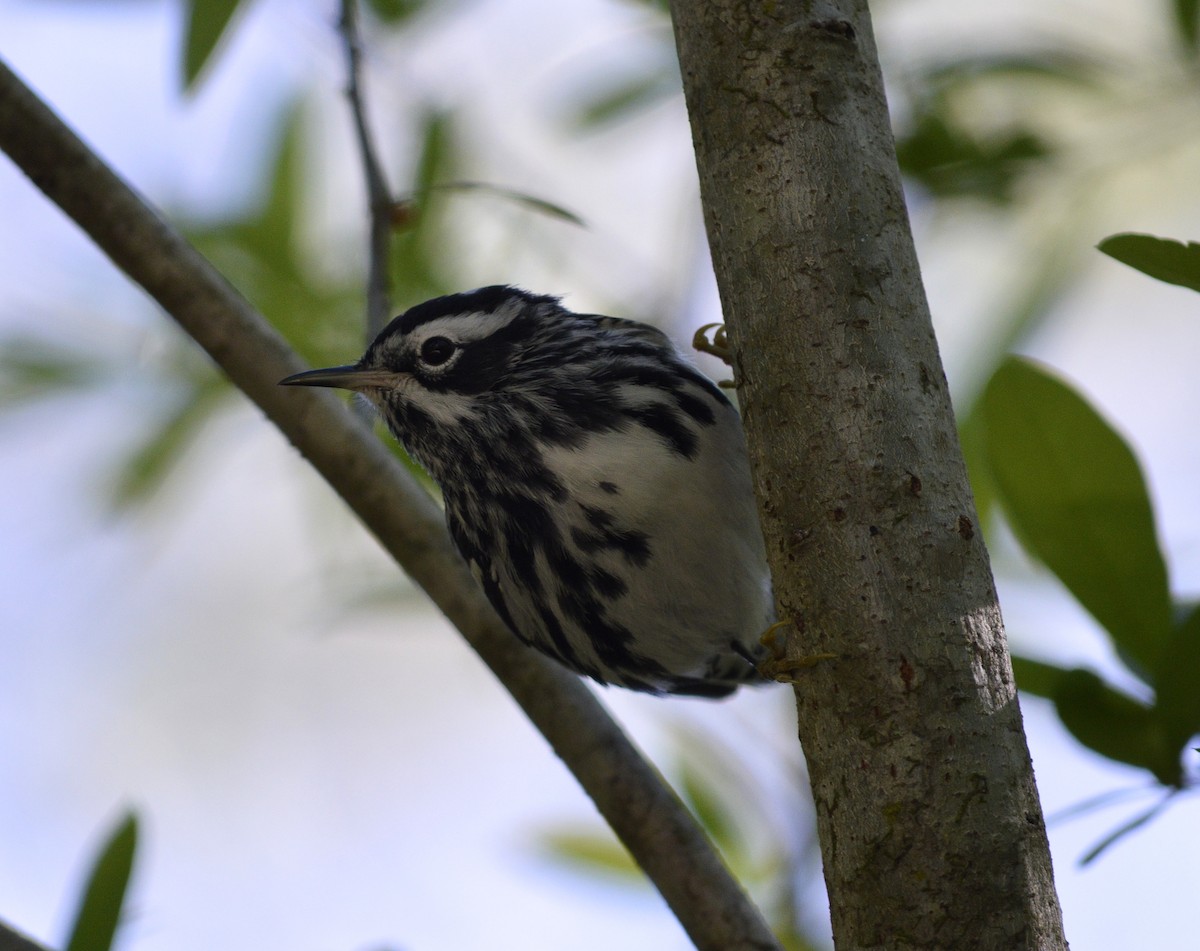 Black-and-white Warbler - ML53865611