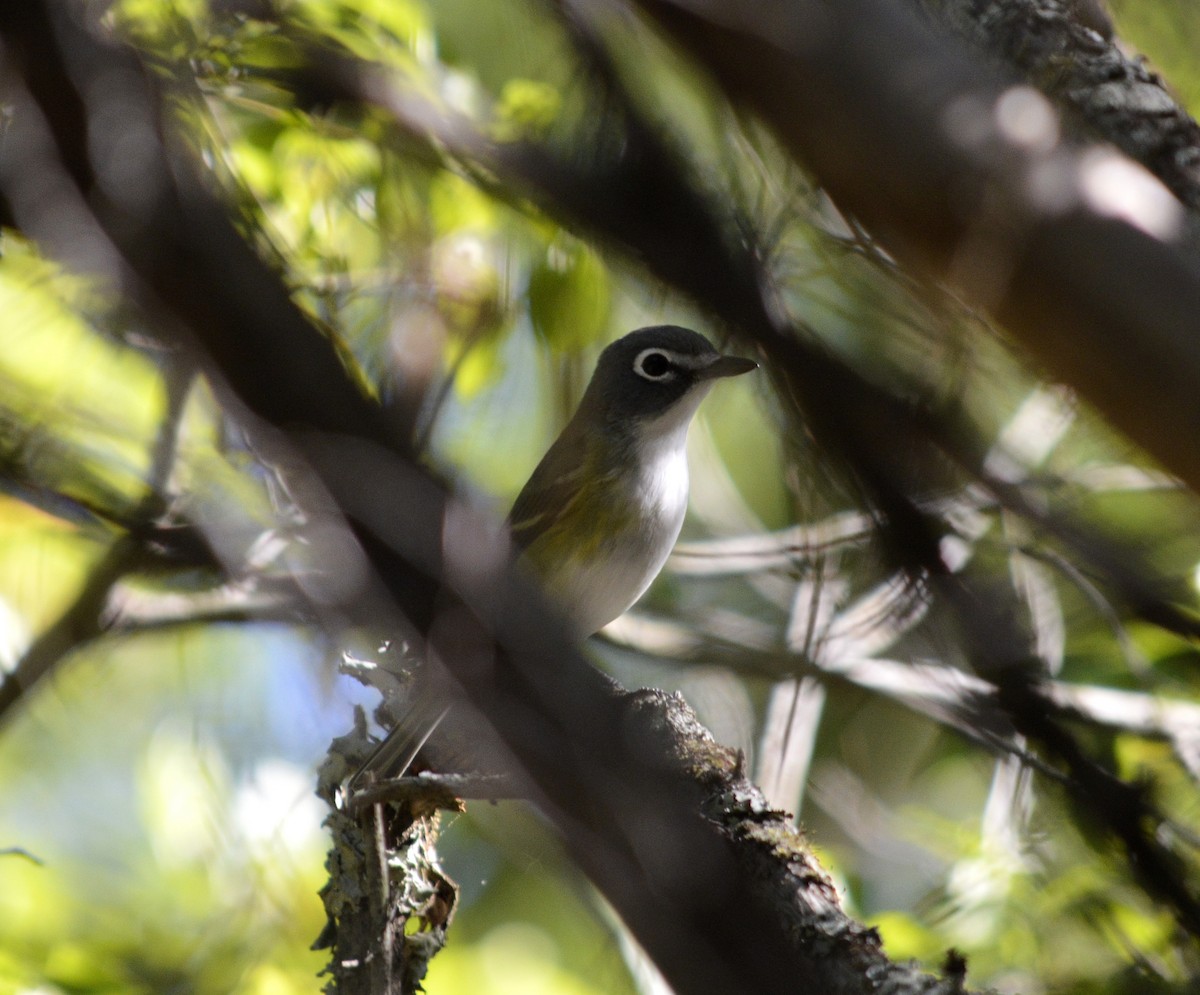 Vireo Solitario - ML53865651