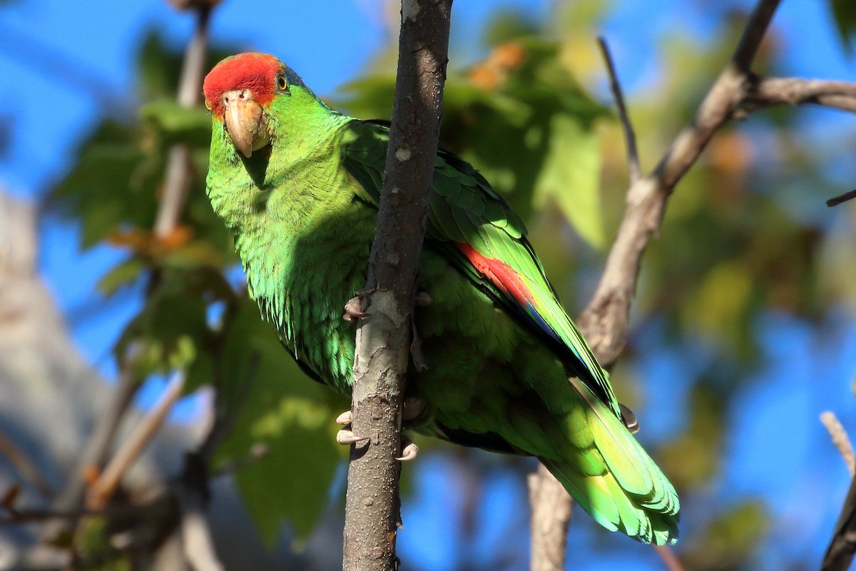 Red-crowned Parrot - Jeffrey Fenwick