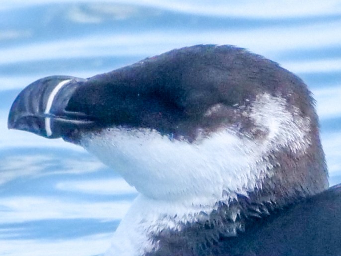 Razorbill - ML538658771