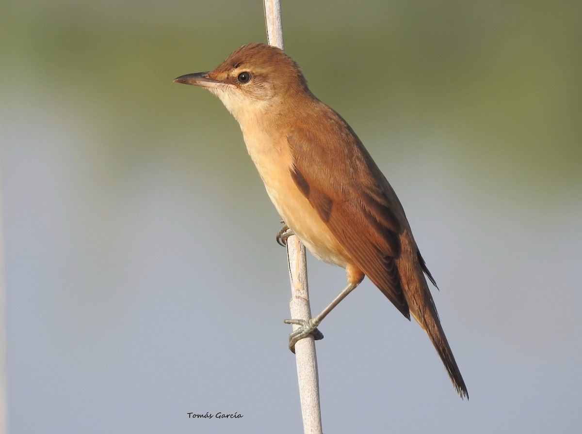 Great Reed Warbler - Tomás García