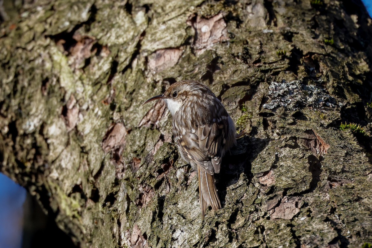 Short-toed Treecreeper - ML538659441