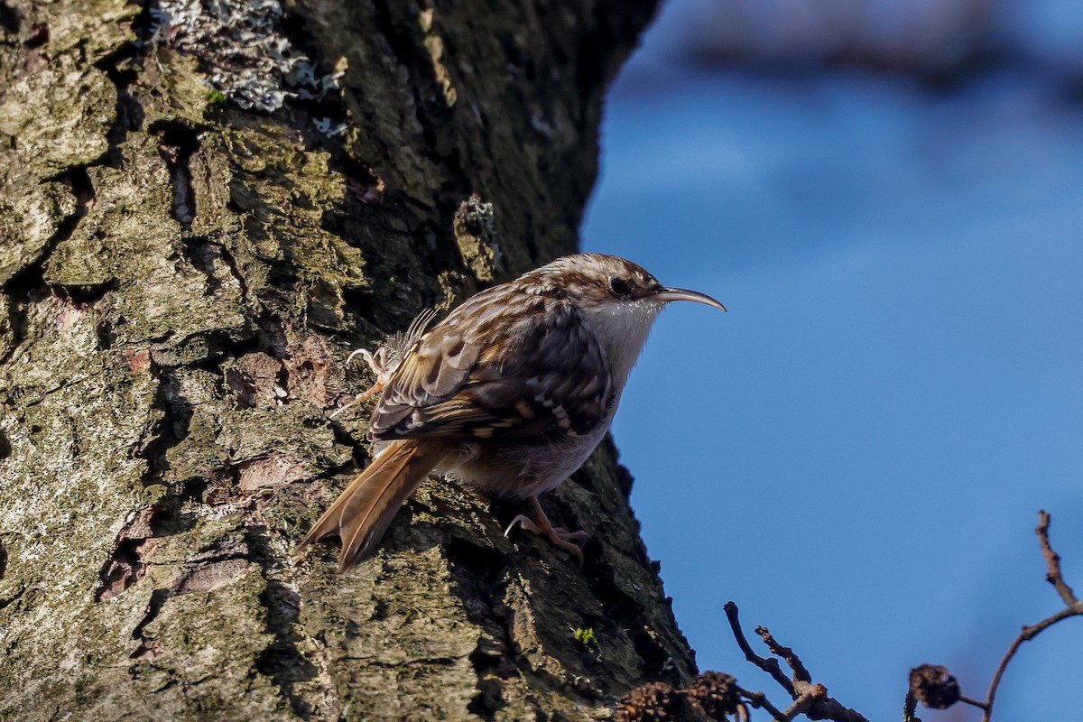 Short-toed Treecreeper - ML538659451