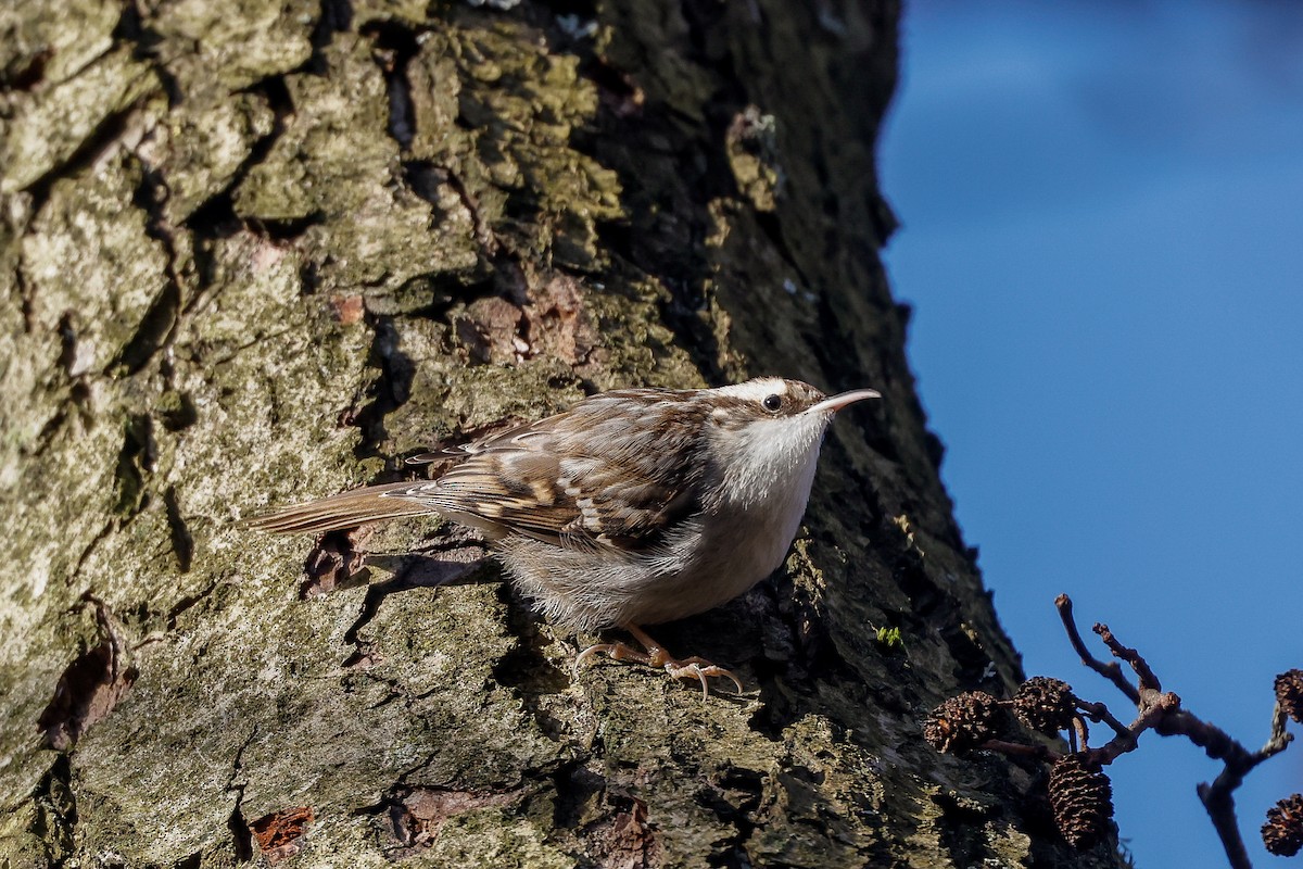 Short-toed Treecreeper - ML538659461