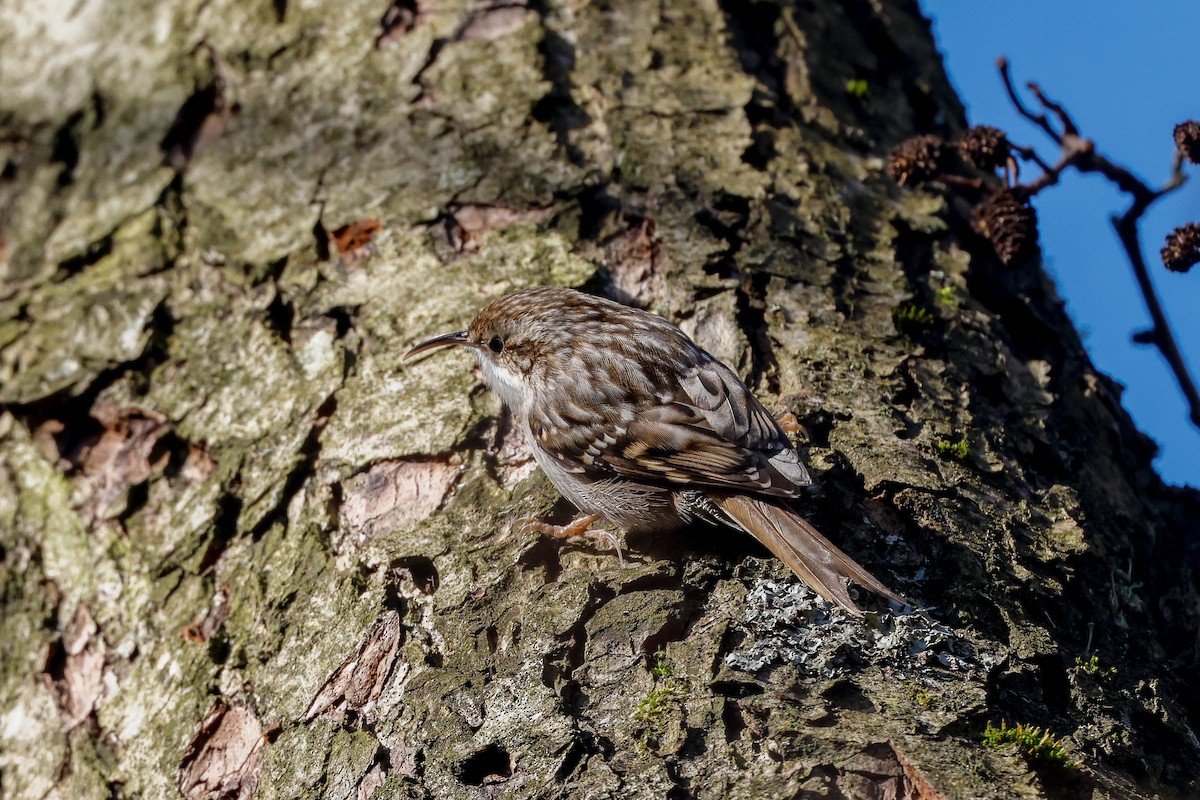 Short-toed Treecreeper - ML538659471