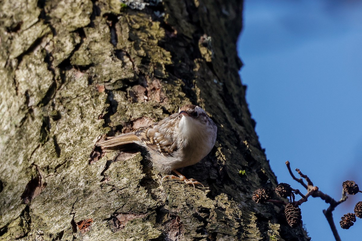 Short-toed Treecreeper - ML538659481