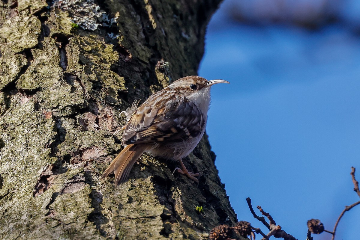 Short-toed Treecreeper - ML538659491