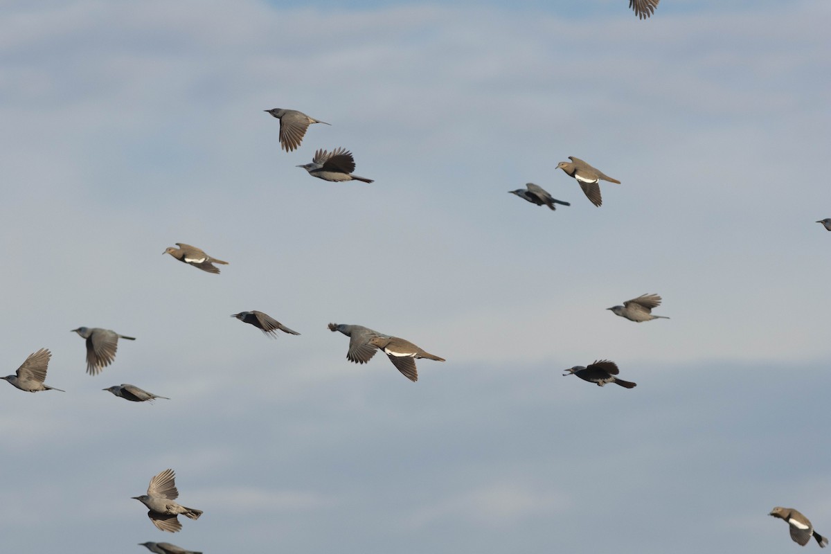 White-winged Dove - ML538659531