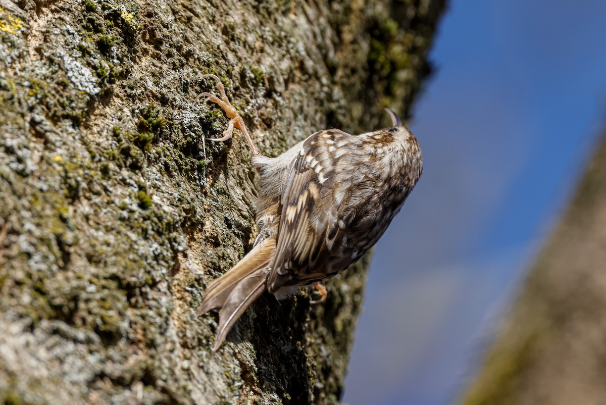 Short-toed Treecreeper - ML538659581
