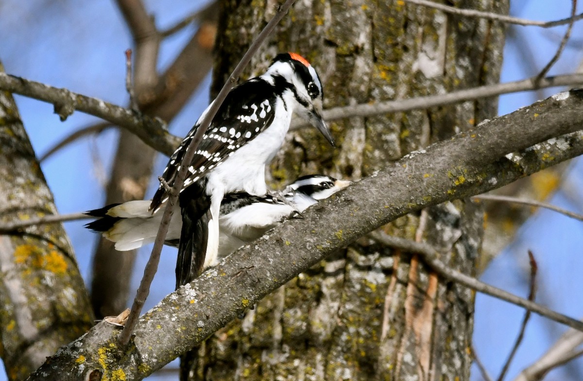 Hairy Woodpecker - ML538660811