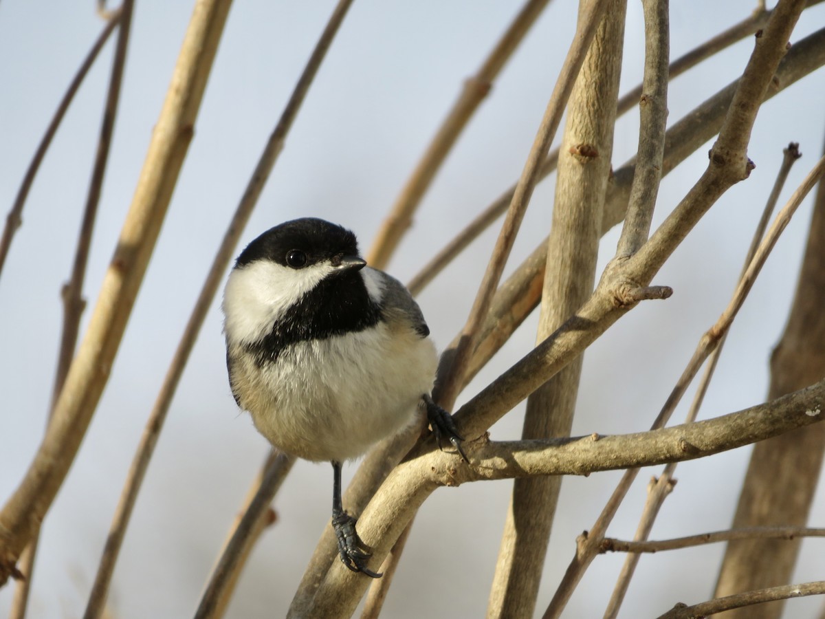 Black-capped Chickadee - karl  schmidt