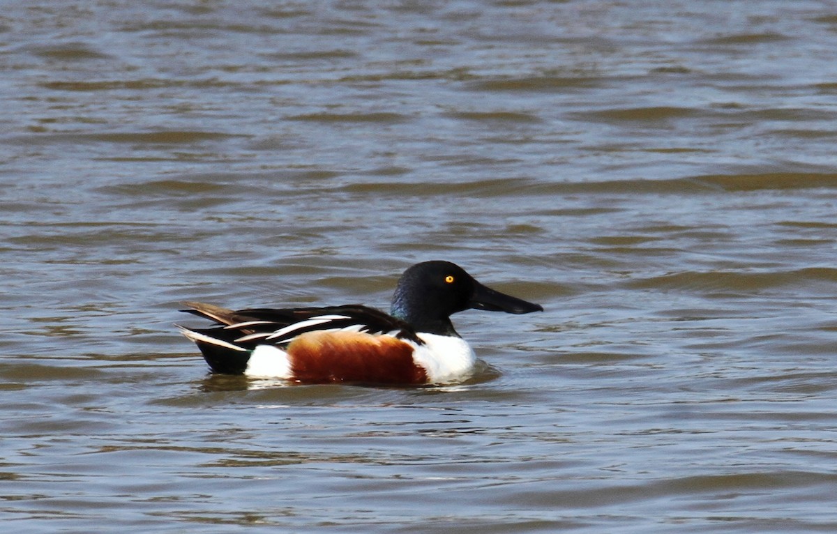 Northern Shoveler - ML538662641