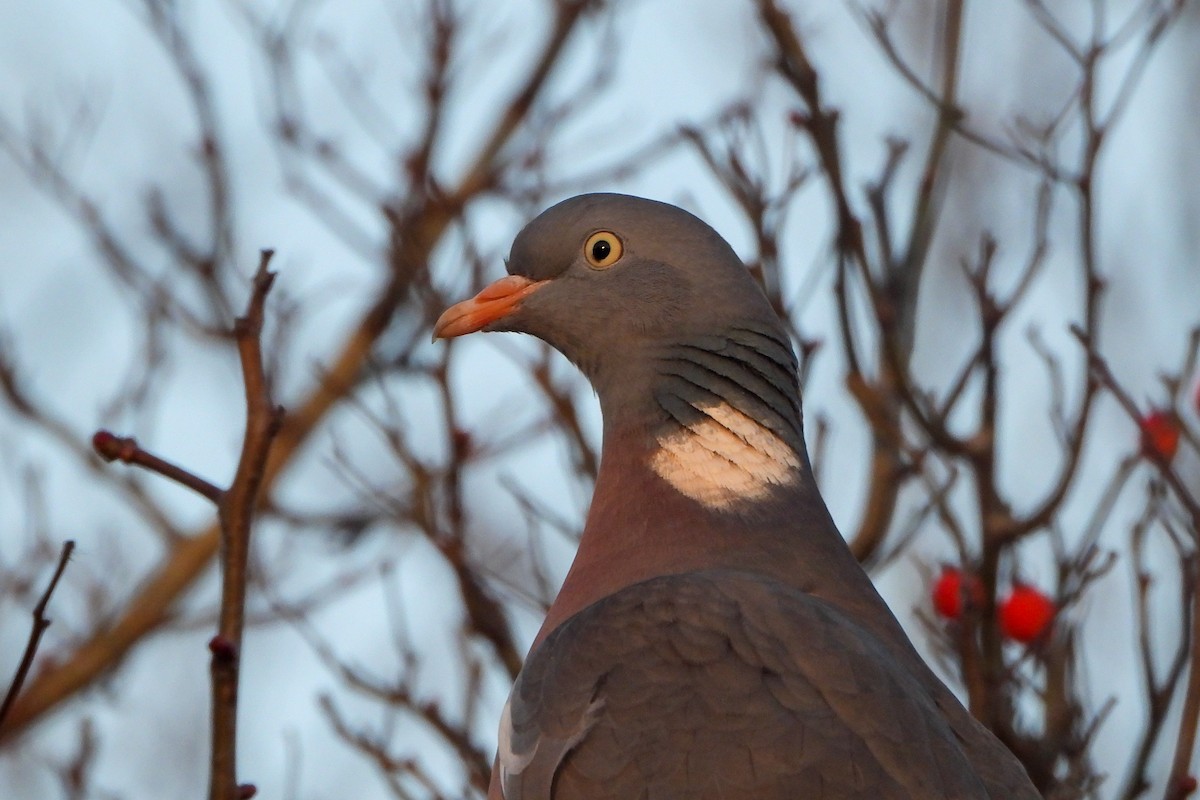 Common Wood-Pigeon - ML538663451