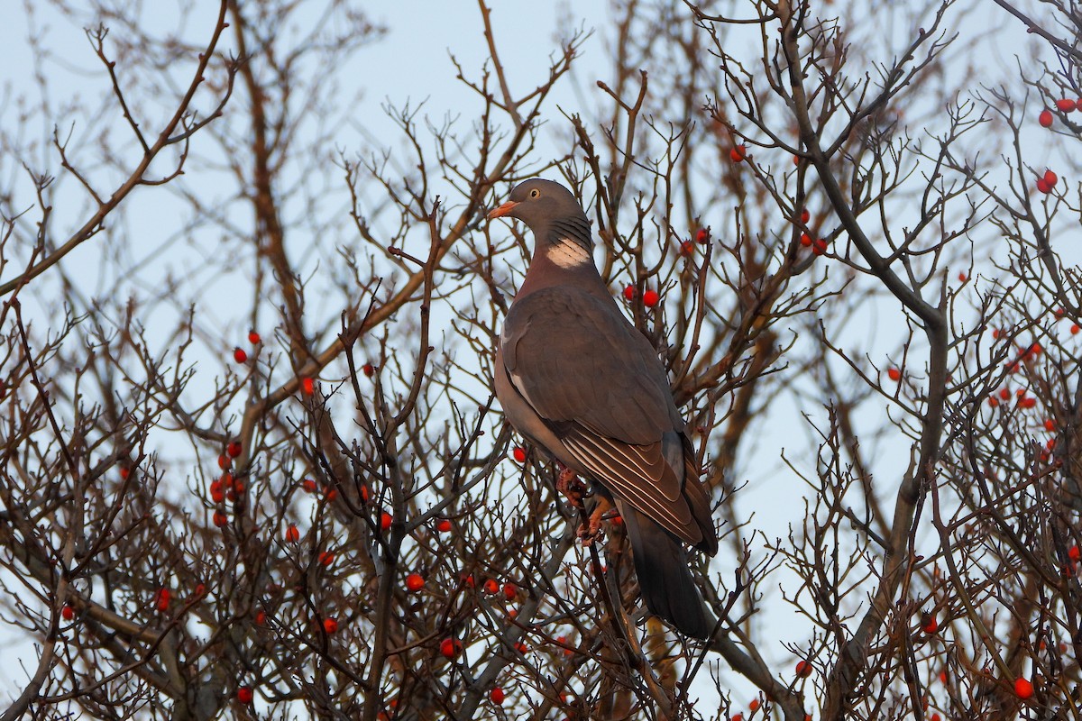 Common Wood-Pigeon - ML538663461