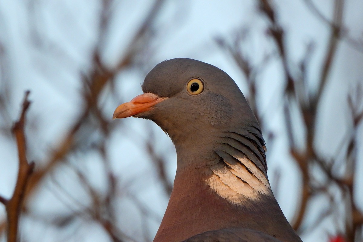 Common Wood-Pigeon - ML538663471