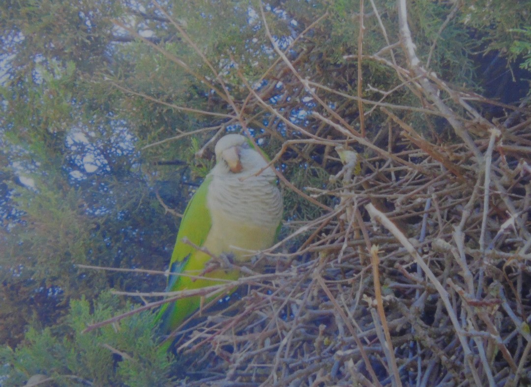 和尚鸚鵡 - ML538663571