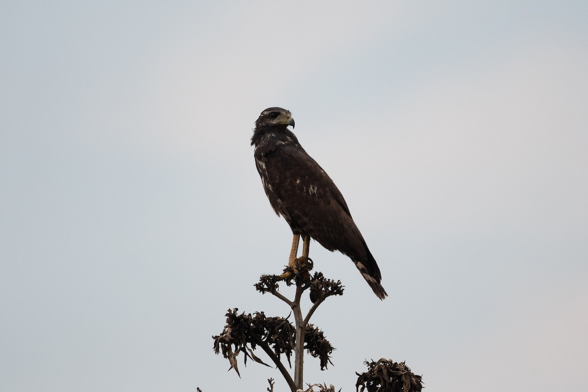 Common Black Hawk - Ivani Martínez Paredes