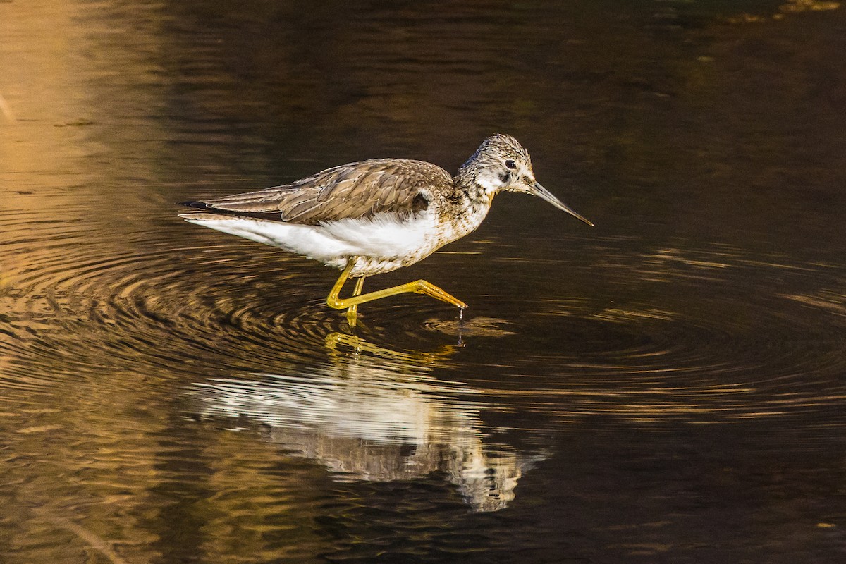 Үхэр хөгчүү - ML538664511