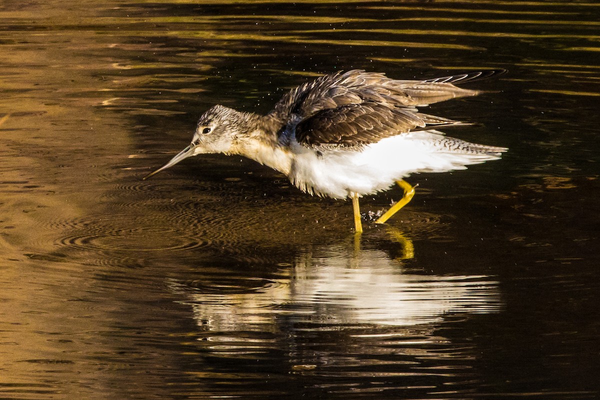 Үхэр хөгчүү - ML538664521