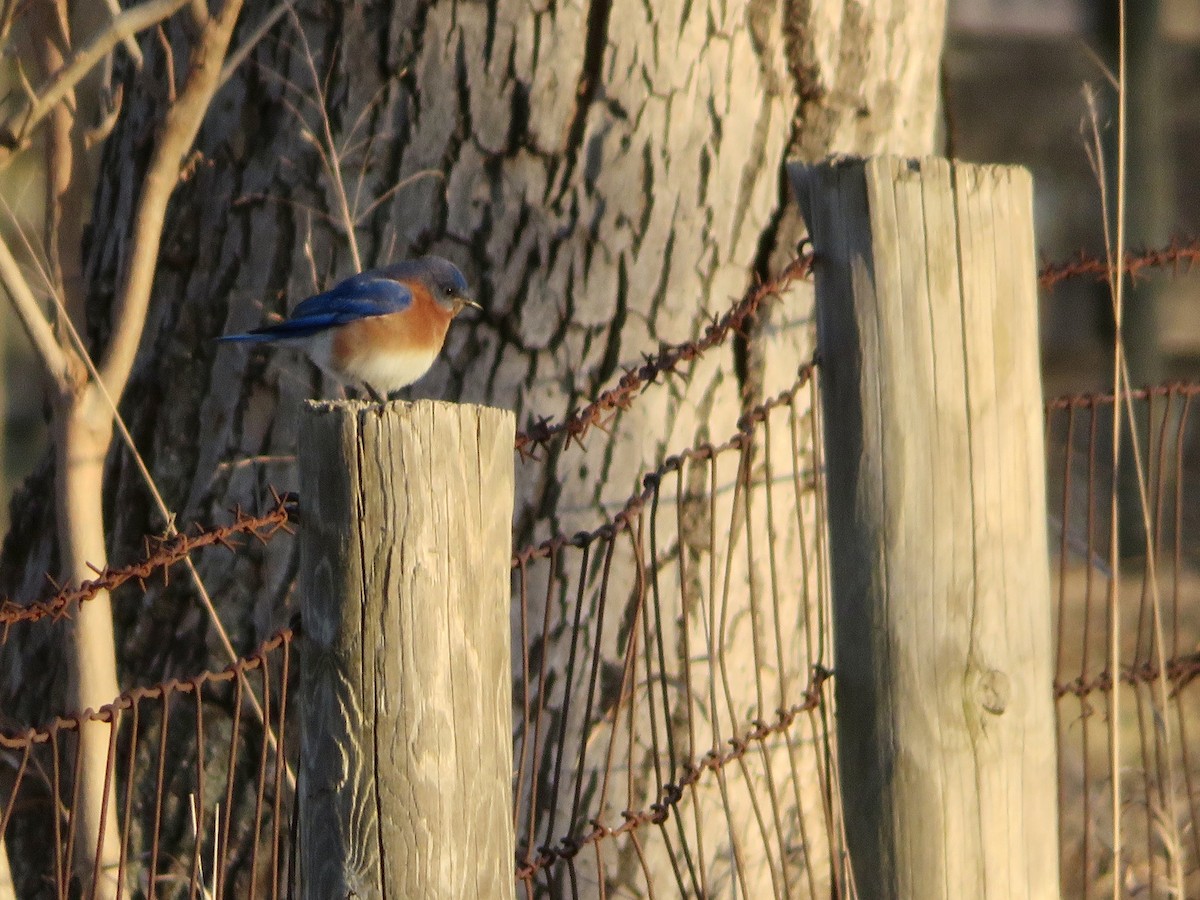 Eastern Bluebird - ML538665721