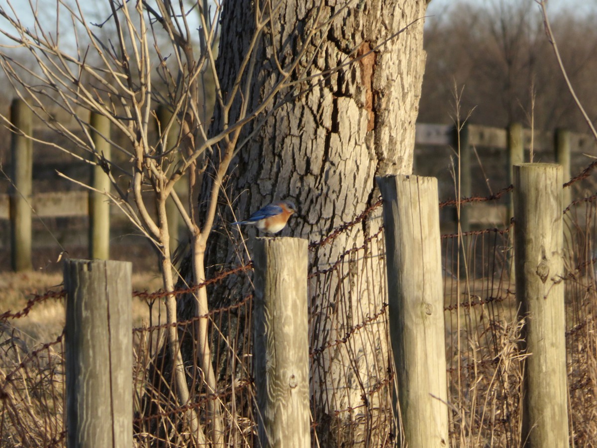 Eastern Bluebird - ML538665731