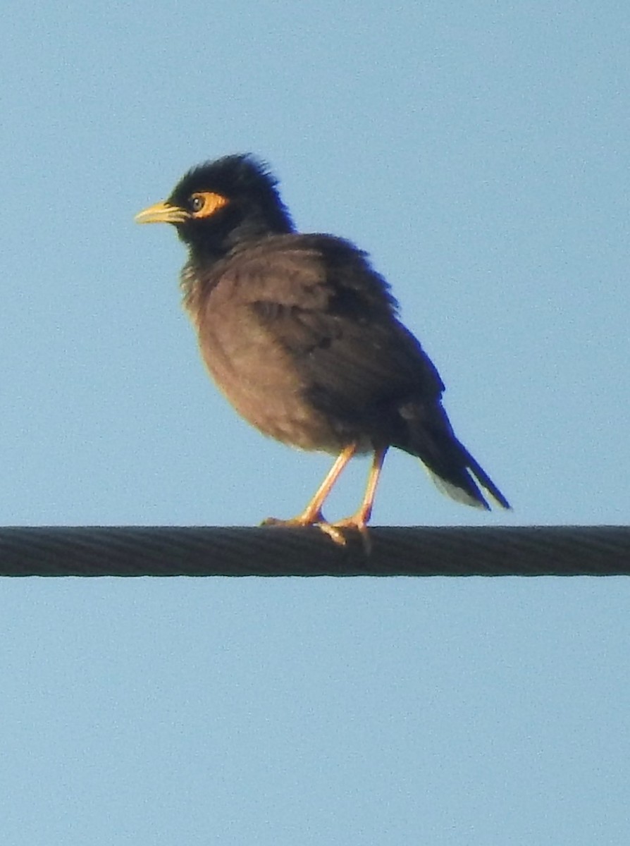 Common Myna - ML538665981