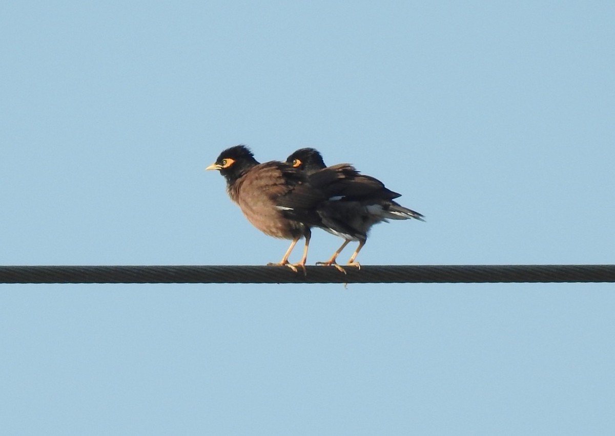 Common Myna - ML538666001