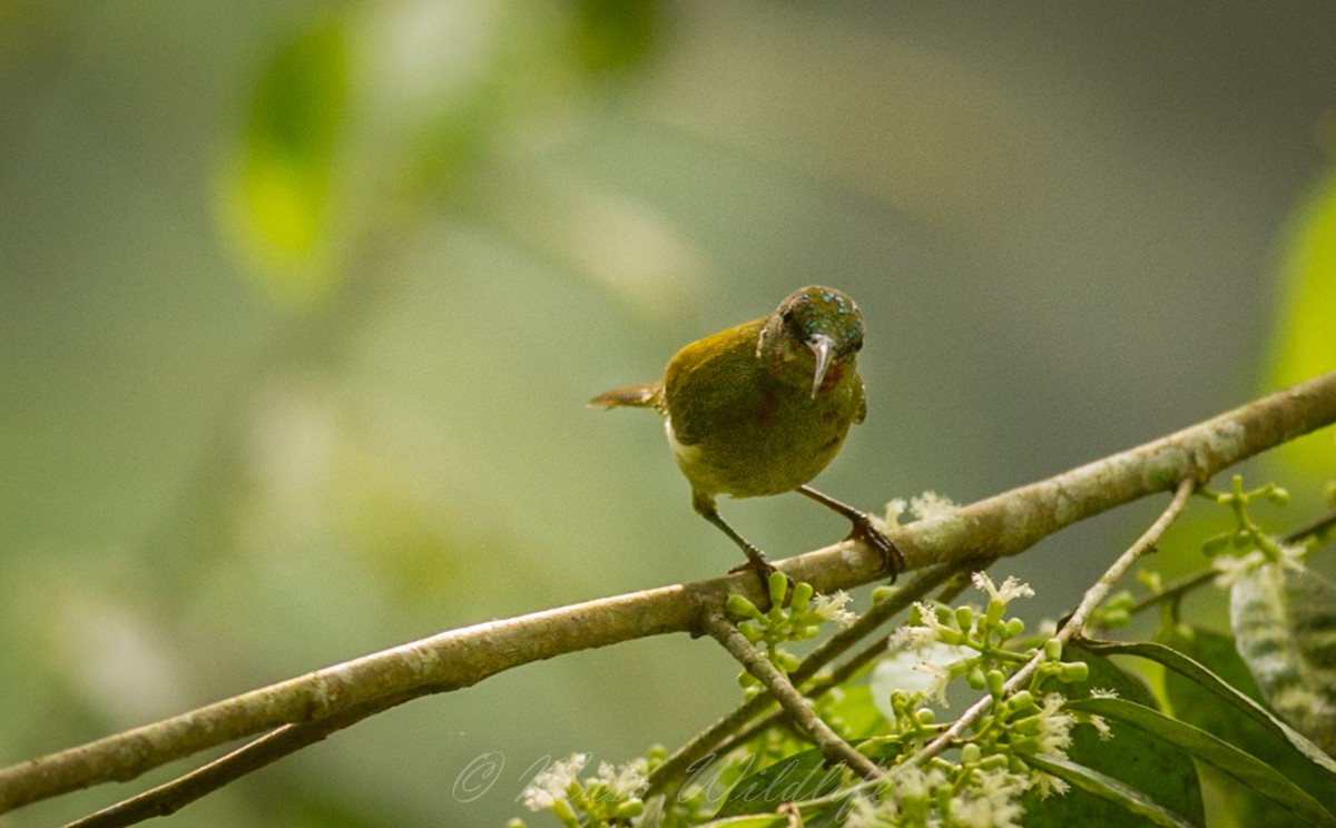 White-flanked Sunbird - ML53866701