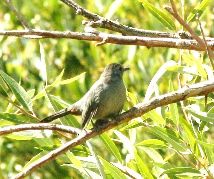 Gray Catbird - ML538667541