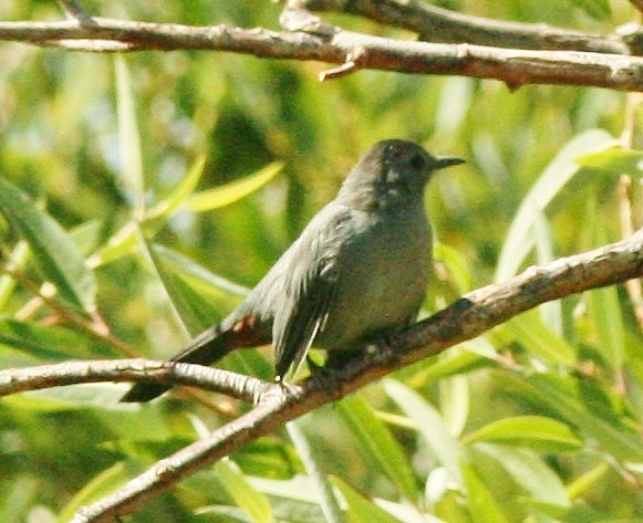 Gray Catbird - Debby Parker