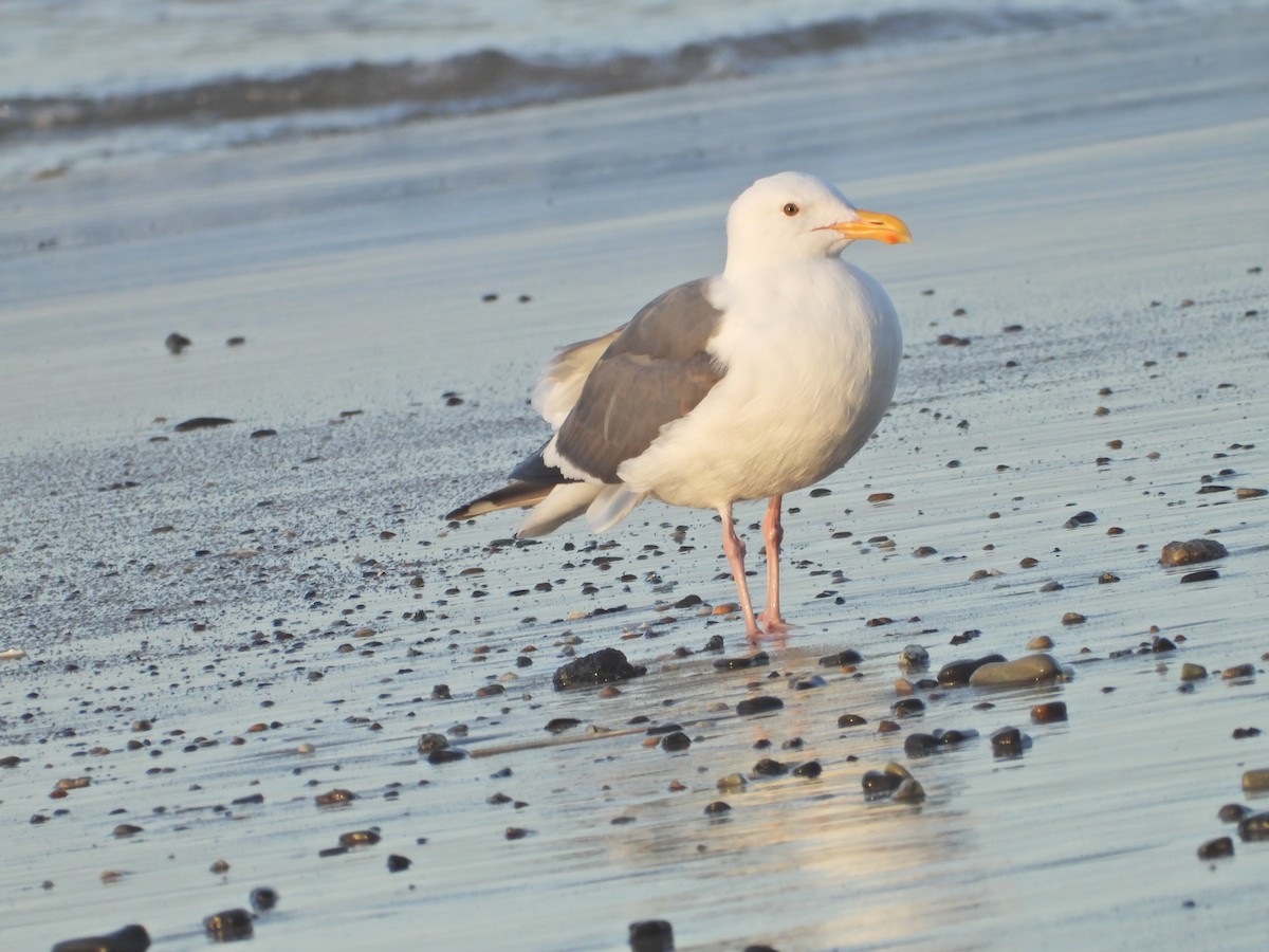 Goéland d'Audubon - ML538668881