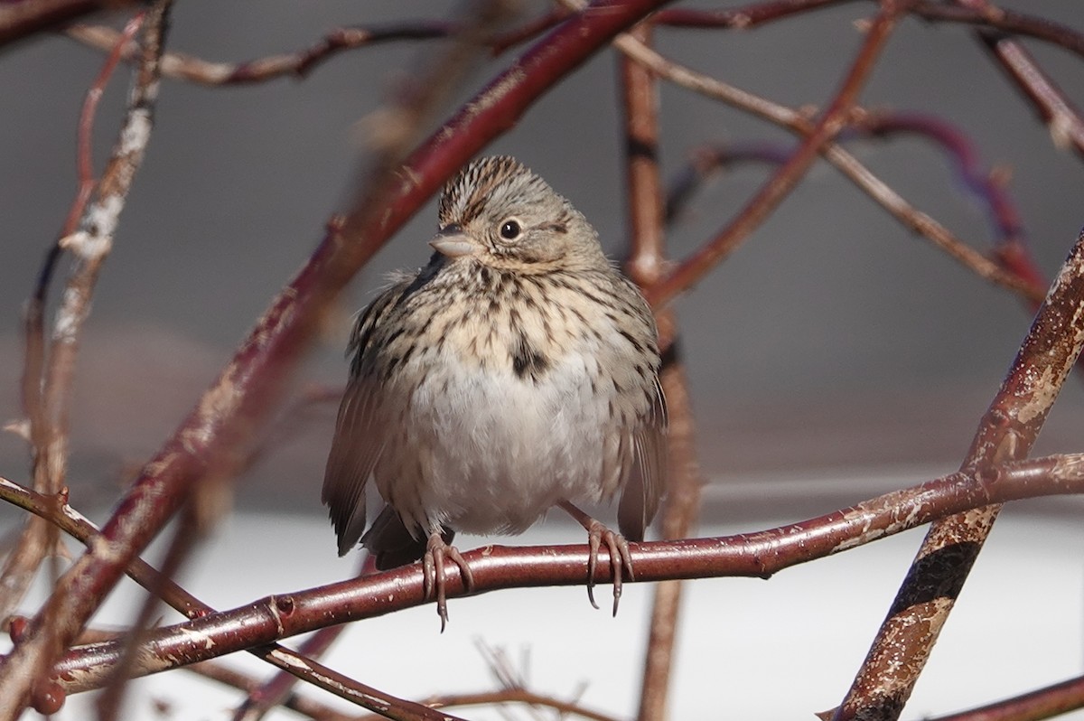 Lincoln's Sparrow - ML538669231