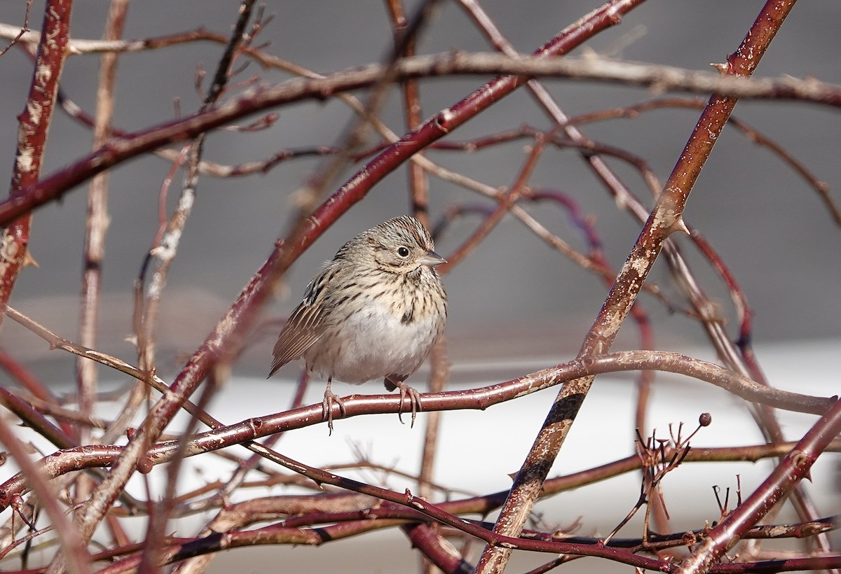 Lincoln's Sparrow - ML538669241