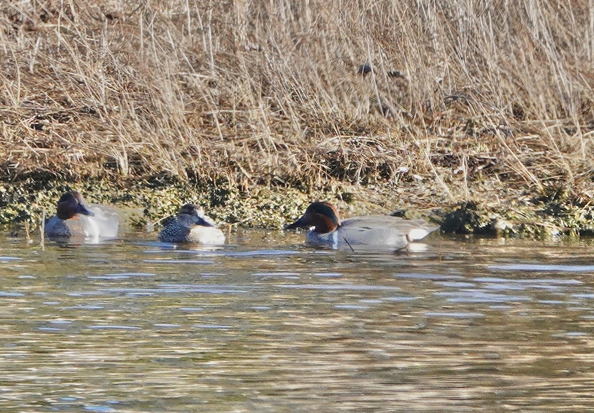 Green-winged Teal - ML538670891