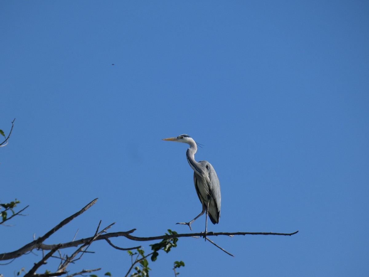 Gray Heron - ML538670911