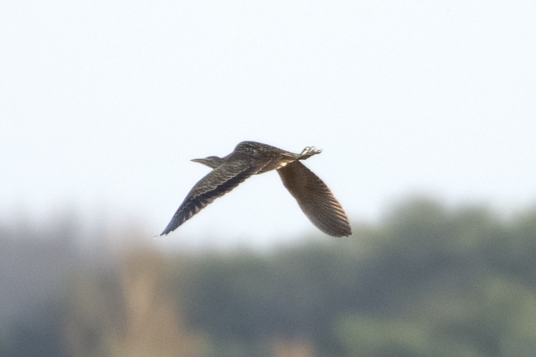 American Bittern - ML538671011