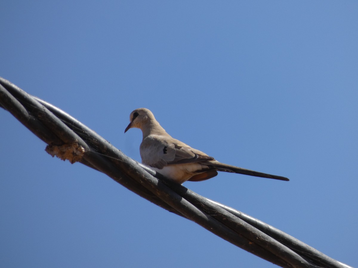 Namaqua Dove - Sheila García Lapresta