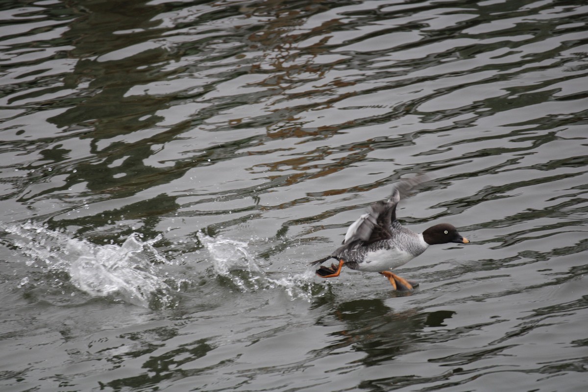Common Goldeneye - ML538672501